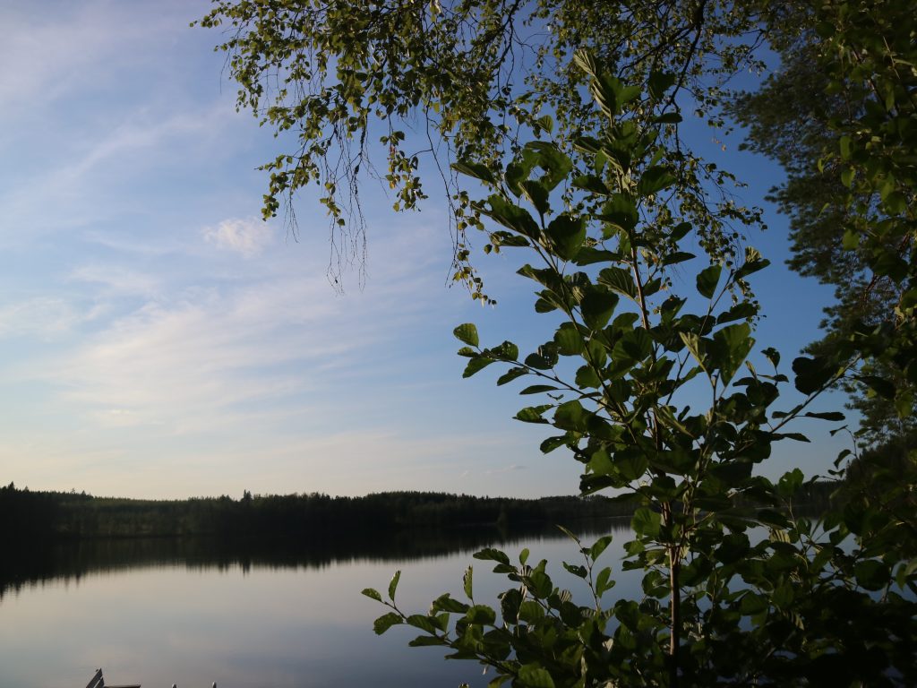 Koivun oksia taivasta vasten.