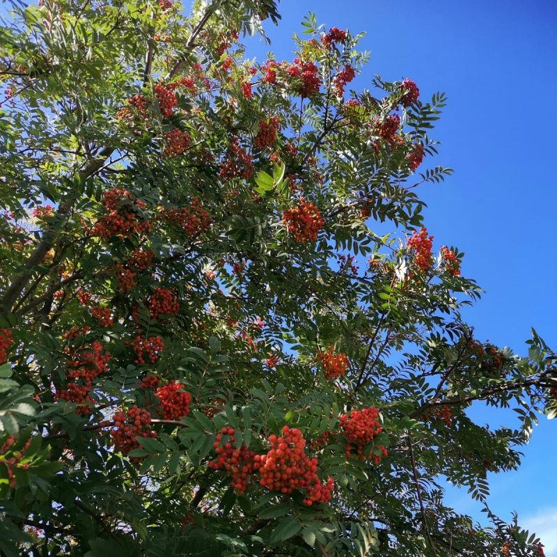 Paljon marjoja pihlajissa.