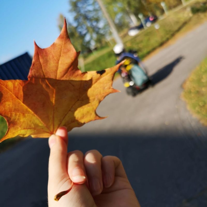 Vaahteranlehti avustajan kädessä.