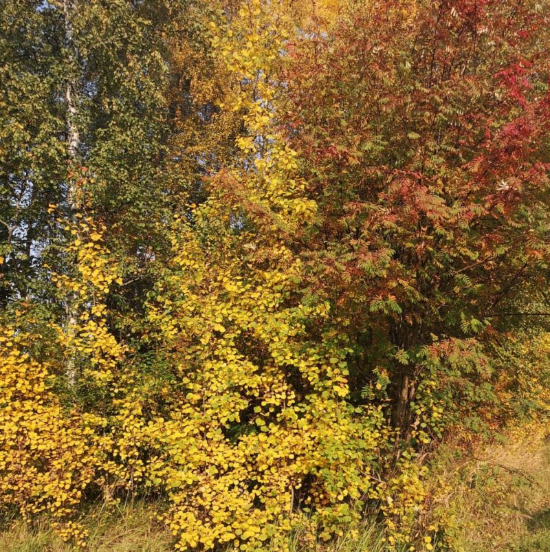 ... sekä oransseja  värejä.