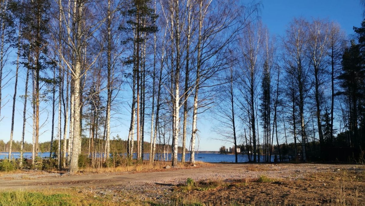 Lehdetön puu ja Saimaa.