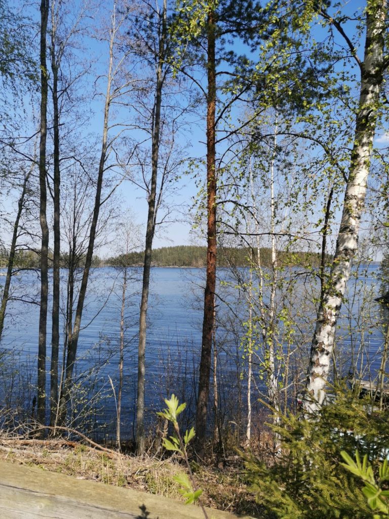 Saimaa puiden takana.