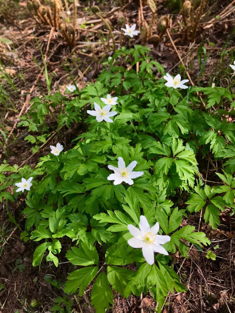 Helle helli valkovuokkoja metsässä.