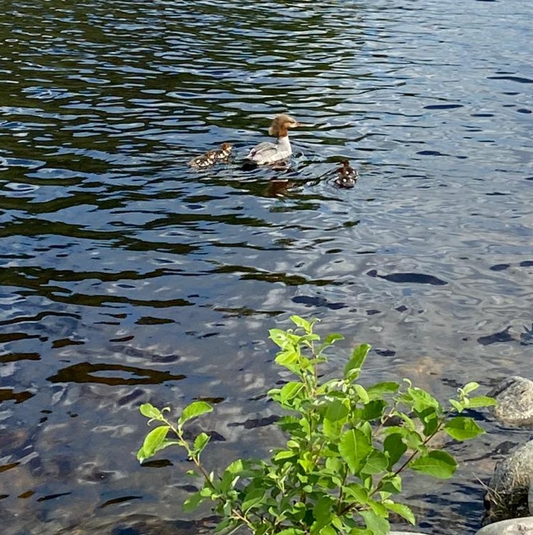 Juhannustunnelmia myös luonnossa.