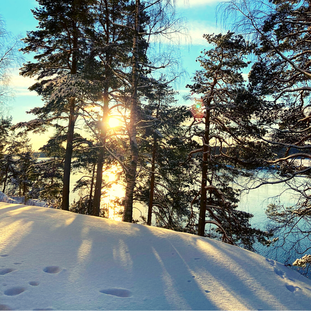 Aurinko paistaa huurteisten puiden takaa.