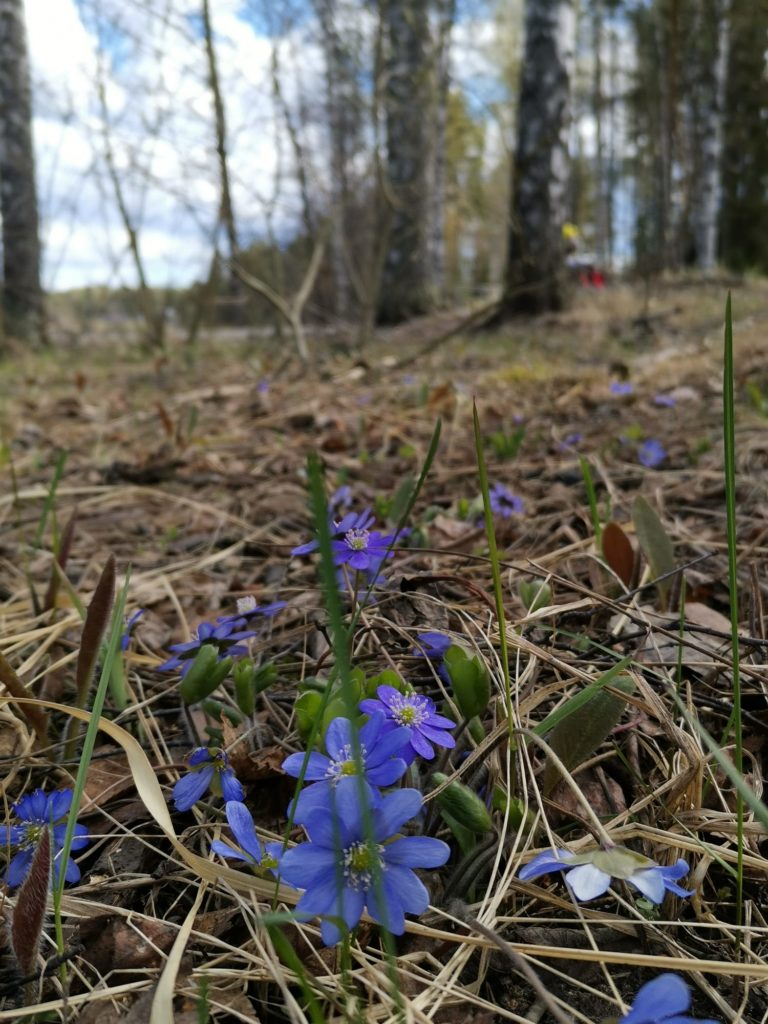 Sinivuokkoja metsässä.