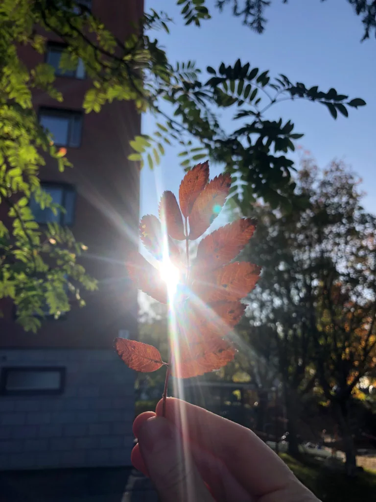 Aurinko paistaa oranssin lehden läpi.