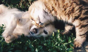 orange tabby cat beside fawn short coated puppy