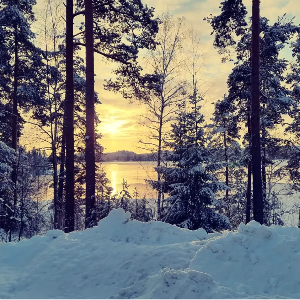 Metsän läpi paistaa aurinko. Puut ovat lumiset.