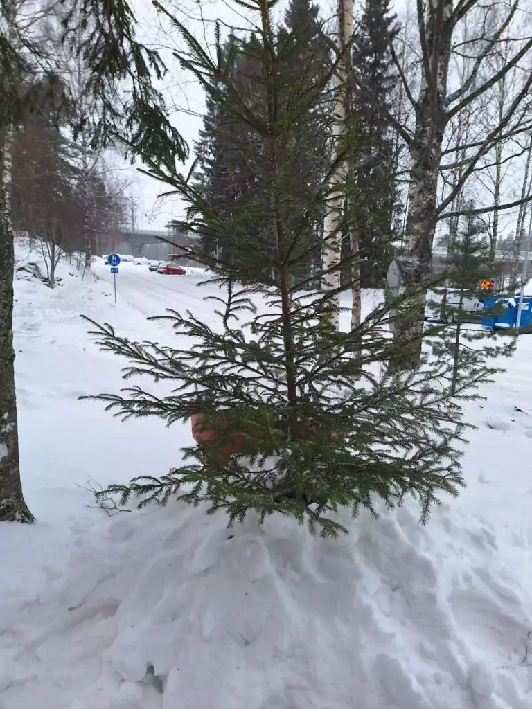 Hyvin harva joulukuusi.