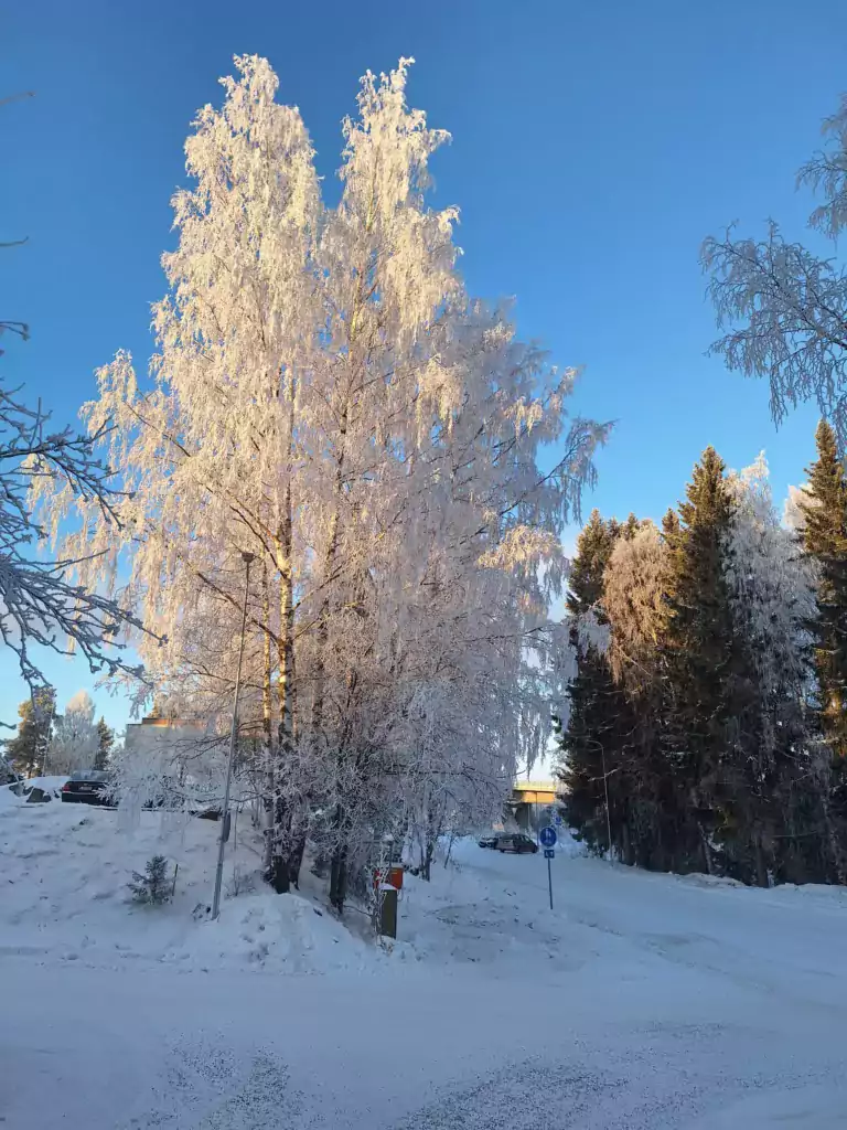 Luminen puu ja piha.