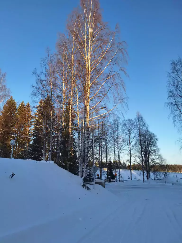 Luminen tie ja taustalla näkyy puita.