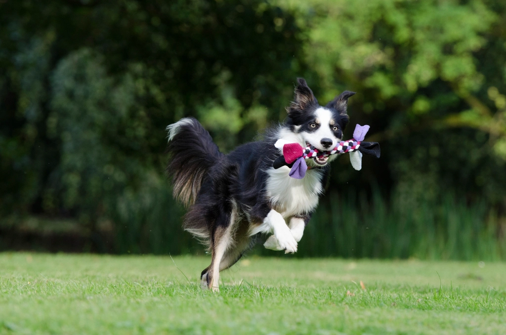 Black & white dog playing