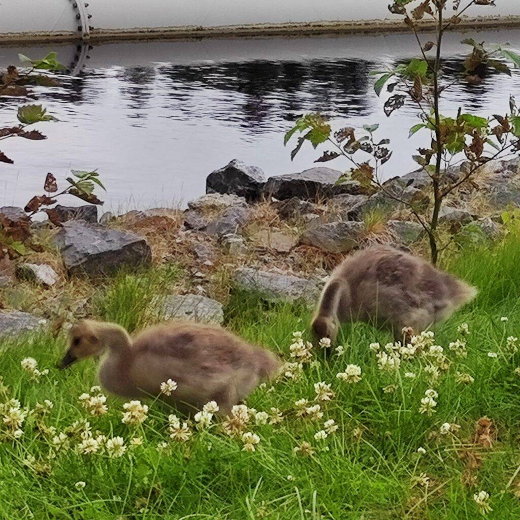 Kaksi pörröistä kanadanhanhen poikasta.