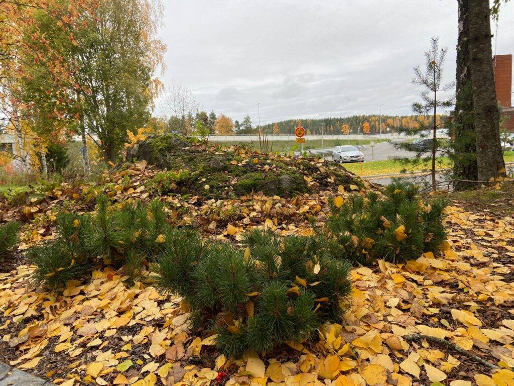 Puiden lehtiä maassa ja puissa. Harmaa taivas näkyy taustalla.