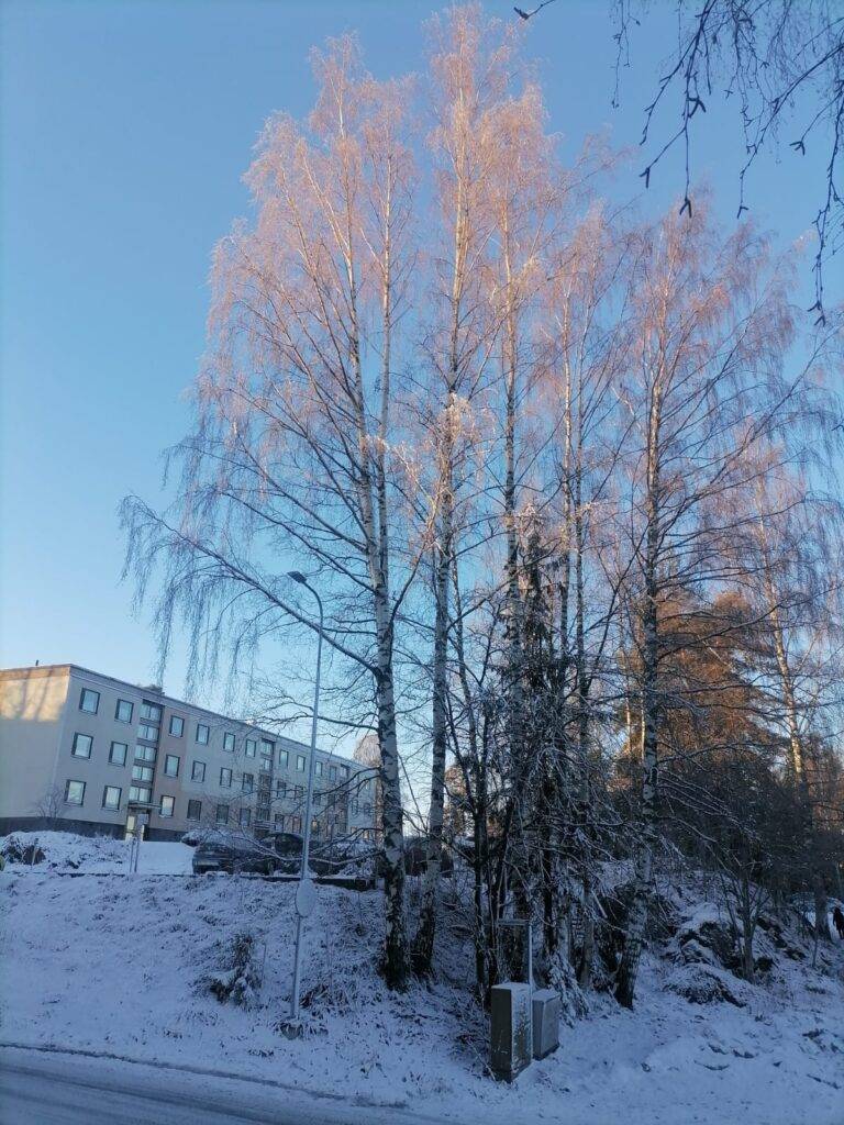 Sininen taivas. Maa on luminen. Aurinko paistaa.